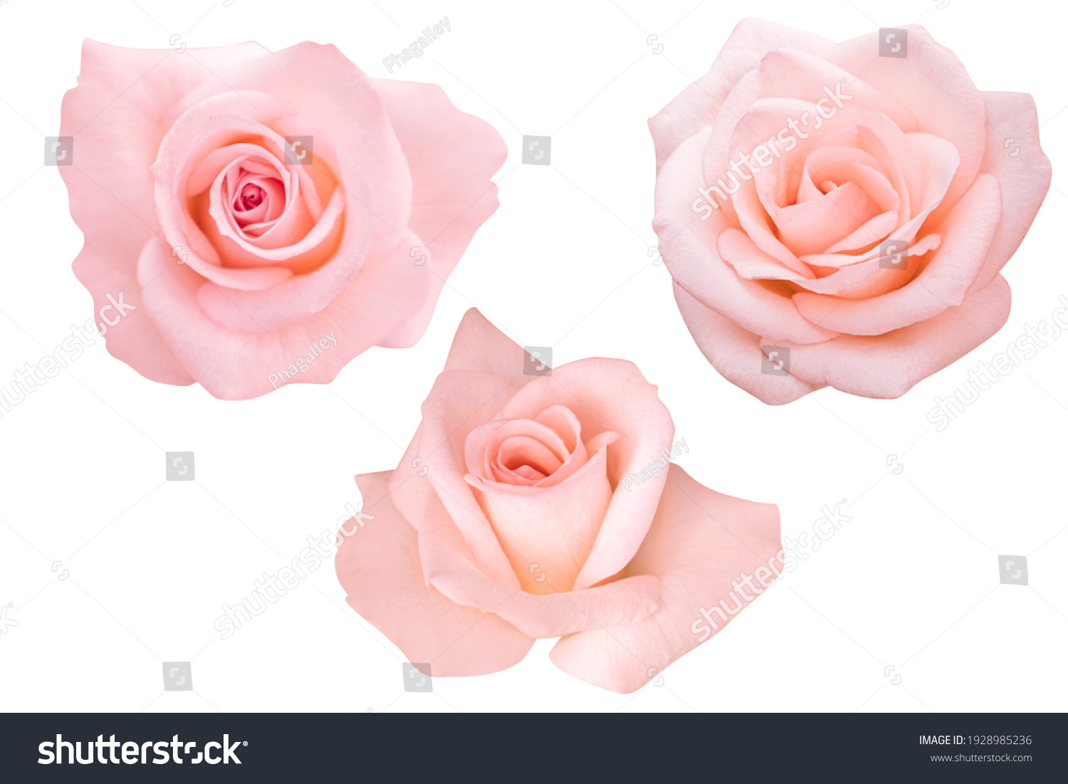Pink rose isolated on the white background. Photo with clipping path. #1928985236