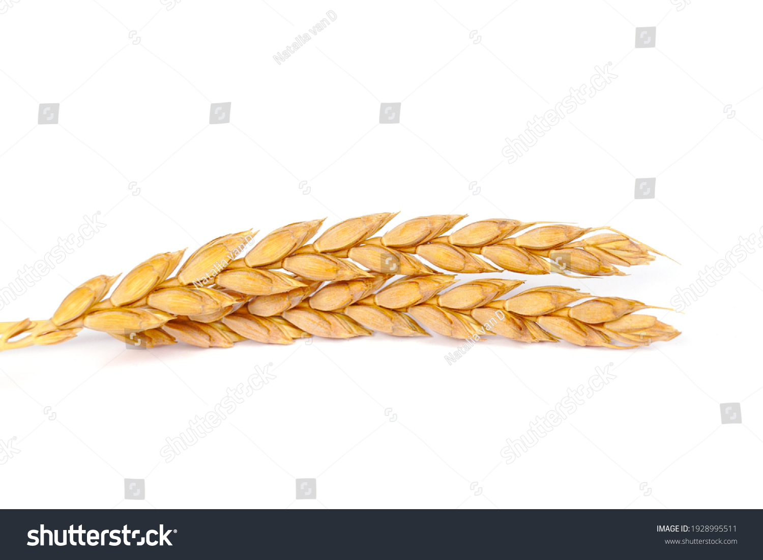 a bright closeup of a bunch of golden ripe dinkel hulled wheat Spelt Spelt (Triticum spelta dicoccum) rye grain relict crop health food ready for harvest isolated on white #1928995511