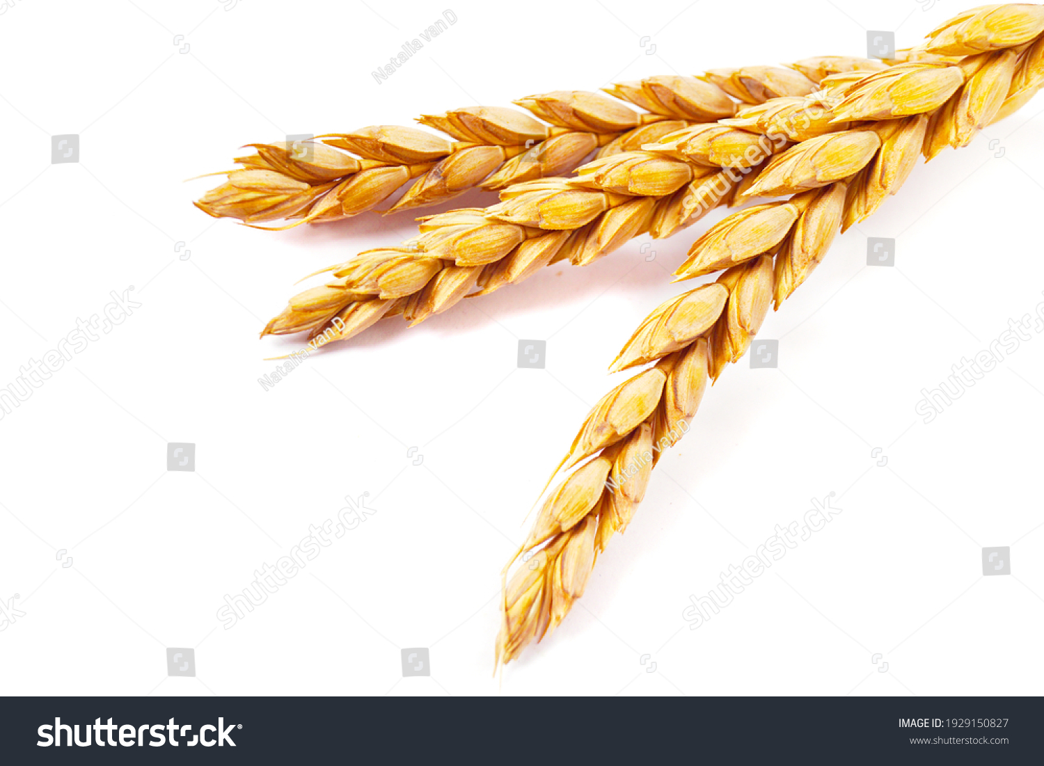 a bright closeup of a bunch of golden ripe dinkel hulled wheat Spelt Spelt (Triticum spelta dicoccum) rye grain relict crop health food ready for harvest isolated on white #1929150827
