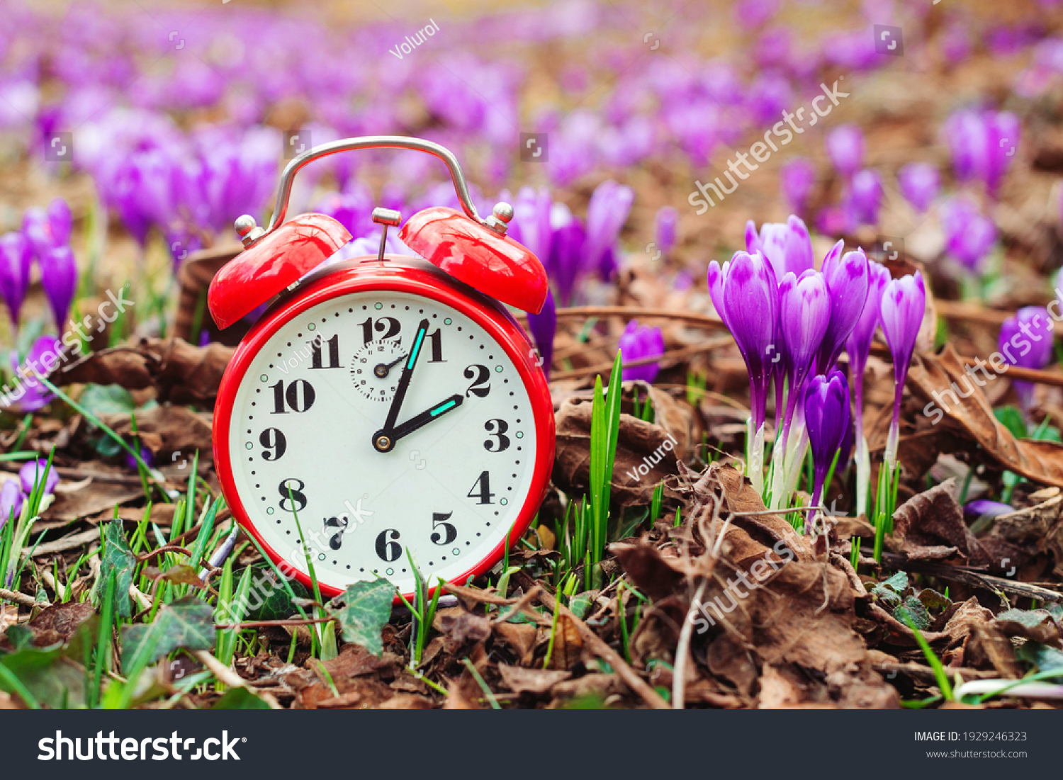 Classic alarm clock over spring flowers background. Daylight saving time reminder. Spring natural background with first flowers. Blooming crocus flowers. Spring time change background. #1929246323