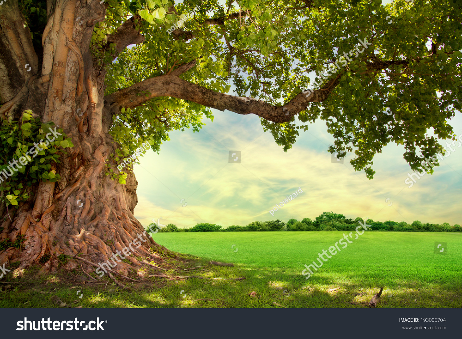 Spring meadow with big tree with fresh green leaves #193005704
