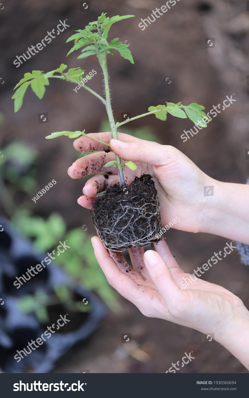 Tomato seedlings in the spring garden.Spring seedlings. Gardening and horticulture. Seedling in the hands. Planting tomatoes in the ground. Garden work. #1930360694