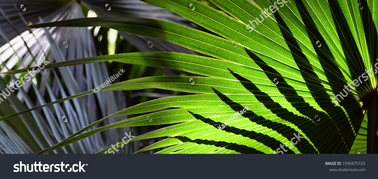 Sunlight and shadow on Cabbage Tree Palm leaves, Livistona australis, in temperate rainforest in Sydney, NSW, Australia #1930475729