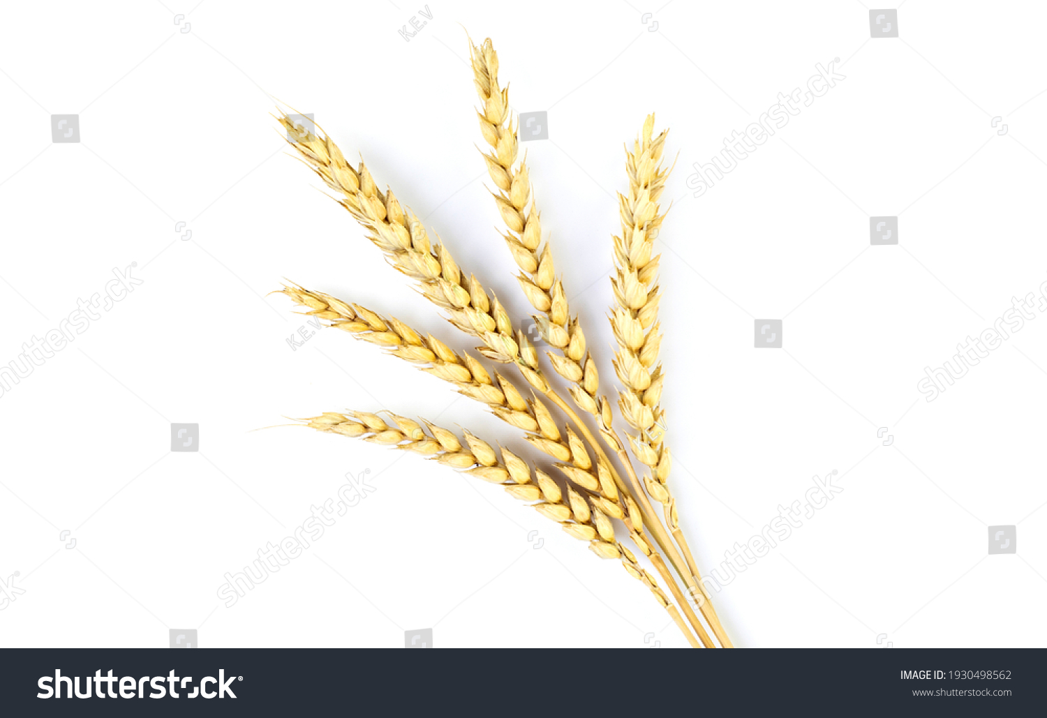 Golden wheat on a white background. Close up of ripe ears of wheat. #1930498562