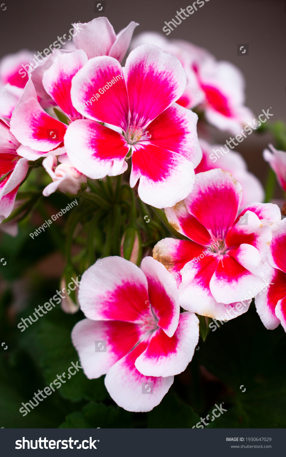Vibrant pelargonium blooming flowers ( geraniums, pelargoniums, storks bills) flowers with ornamental white outlines in a flower pot in the summer or spring garden #1930647029
