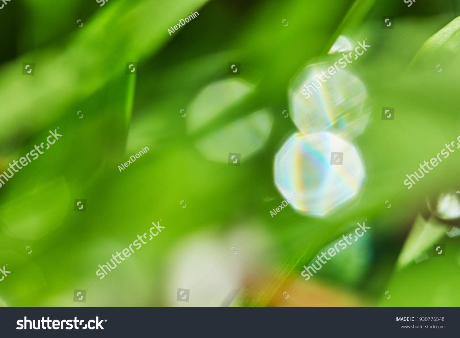 Green grass background texture and surface with shiny dew drops in blur. #1930776548