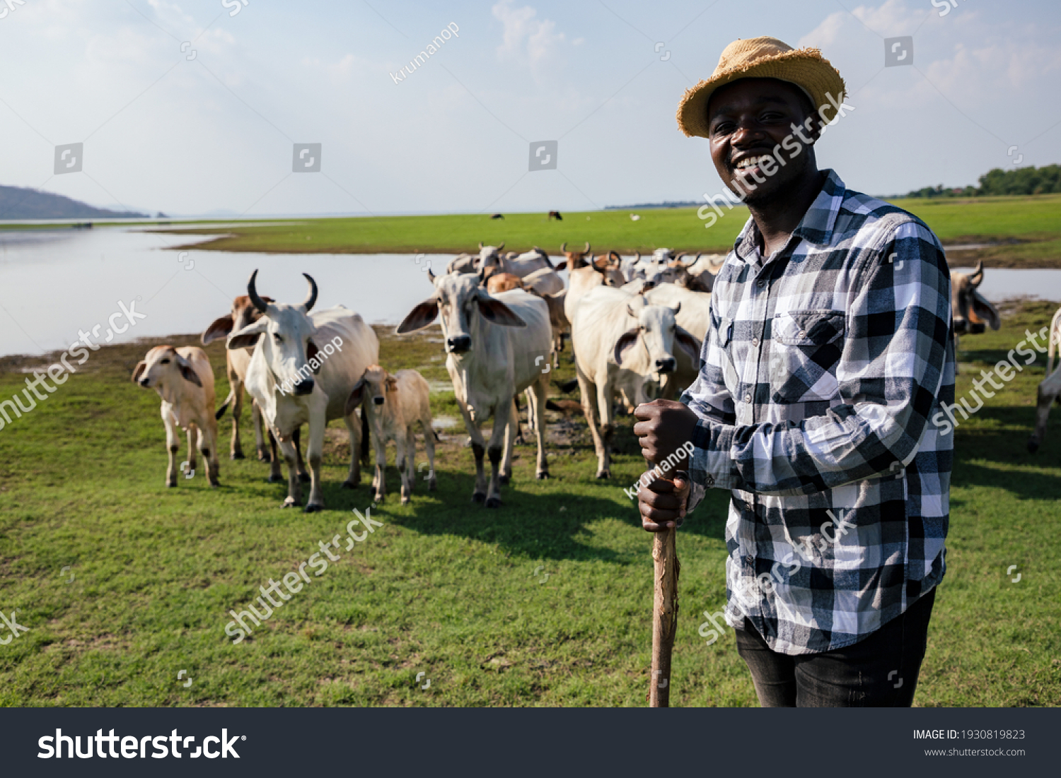 Africa American man feed and care the subsistence of cows in local farm near river and using a wood for control livestock. A farmer is a profession that requires patience and diligence #1930819823