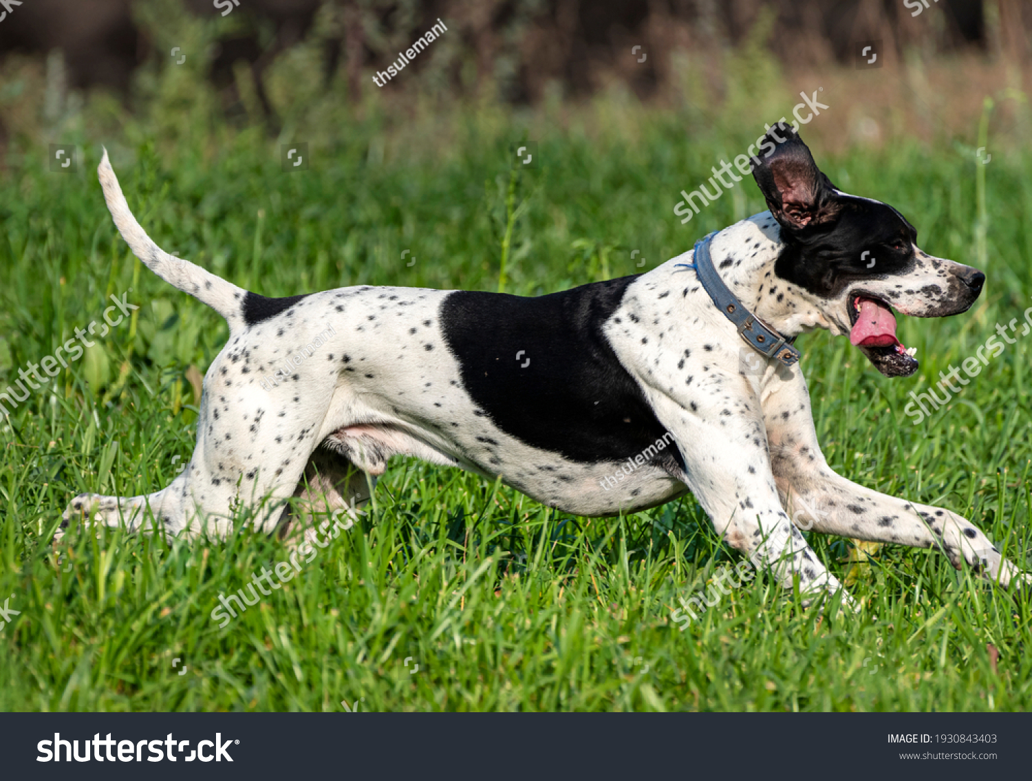 The Pointer, sometimes called the English Pointer, is a medium-sized breed of pointing dog developed in England. #1930843403