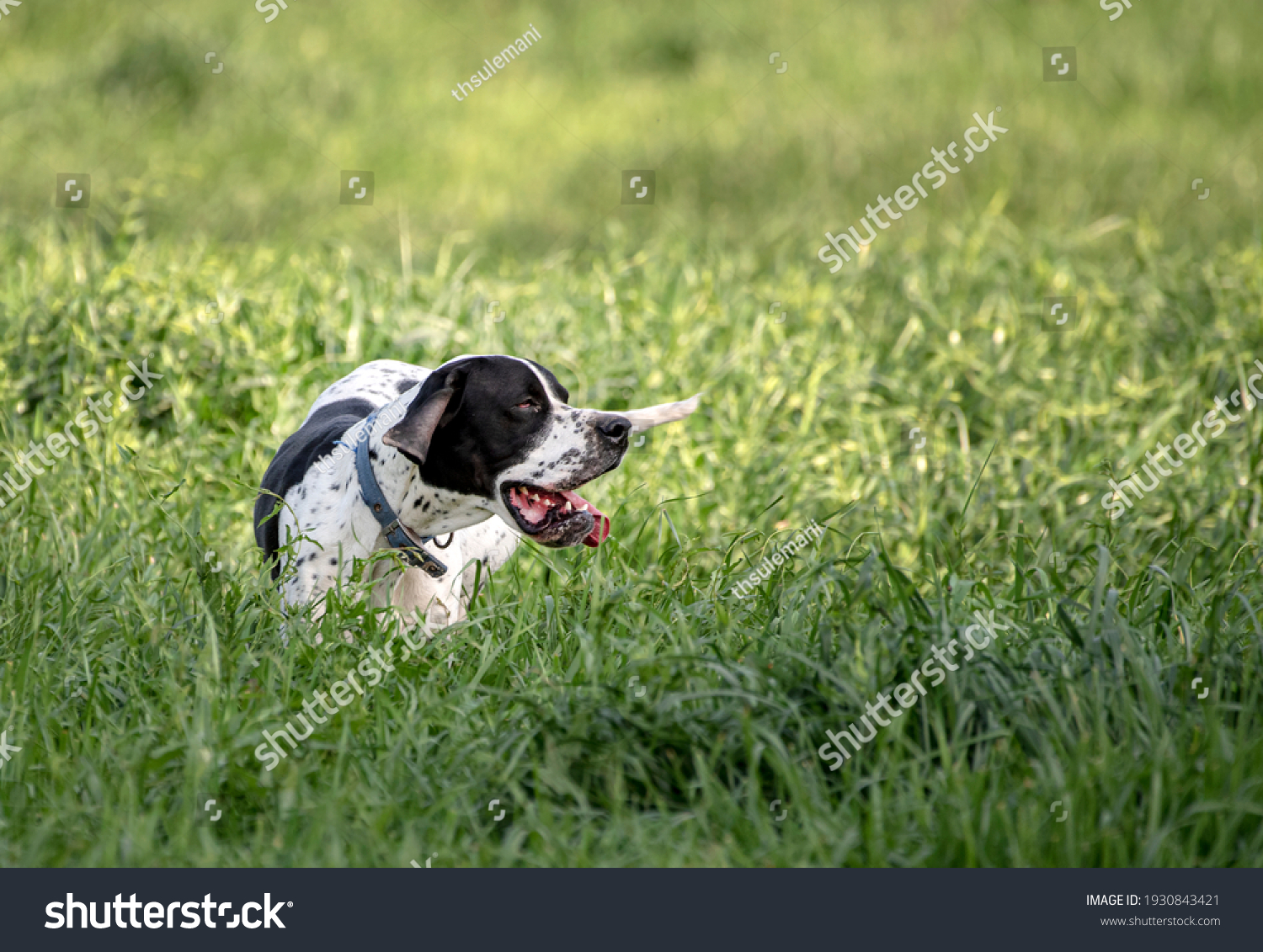The Pointer, sometimes called the English Pointer, is a medium-sized breed of pointing dog developed in England. #1930843421