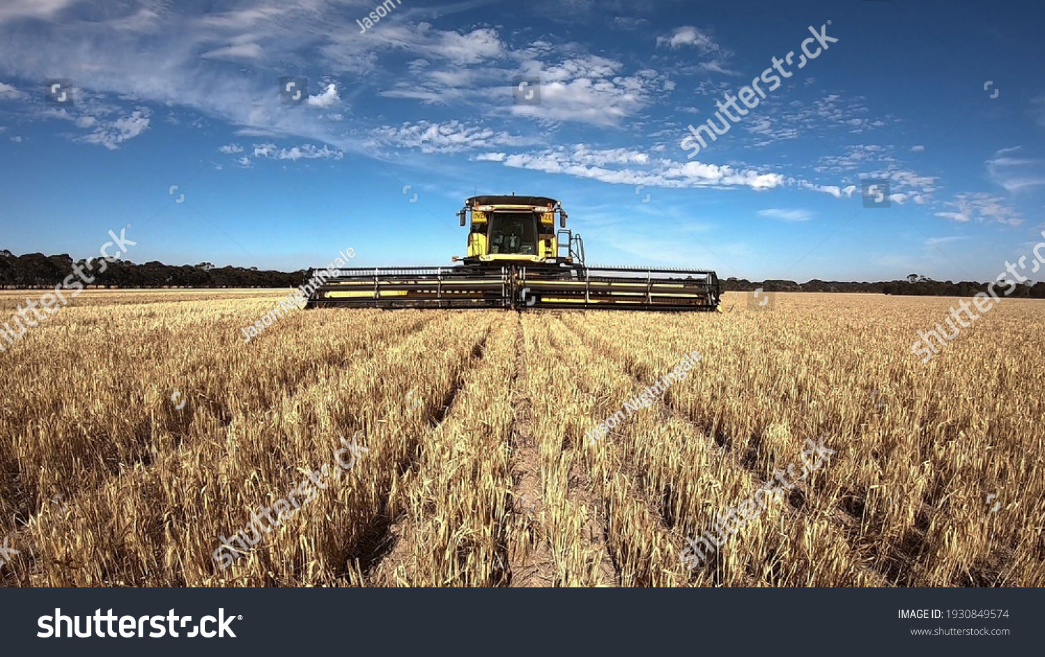 New Holland Combine Harvester Harvesting Barley in Outback Western Australia with a big blue sky and white clouds. Front view of the agricultural machine in action. #1930849574