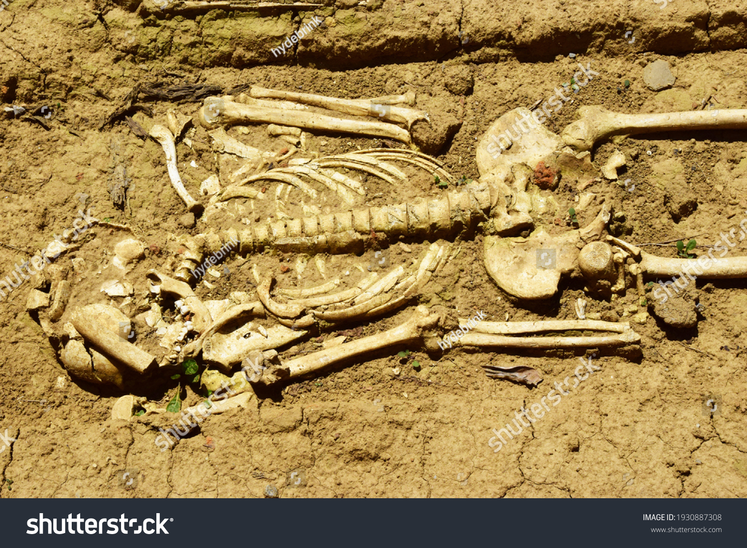 Human skeleton in an archaeological dig  #1930887308