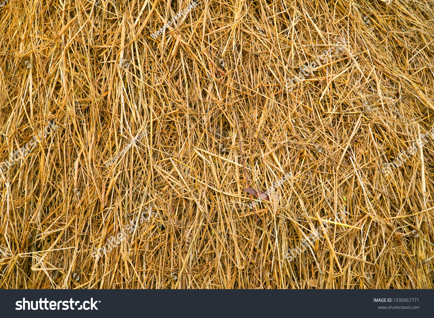 textured of dried rice straws for background. #1930967771