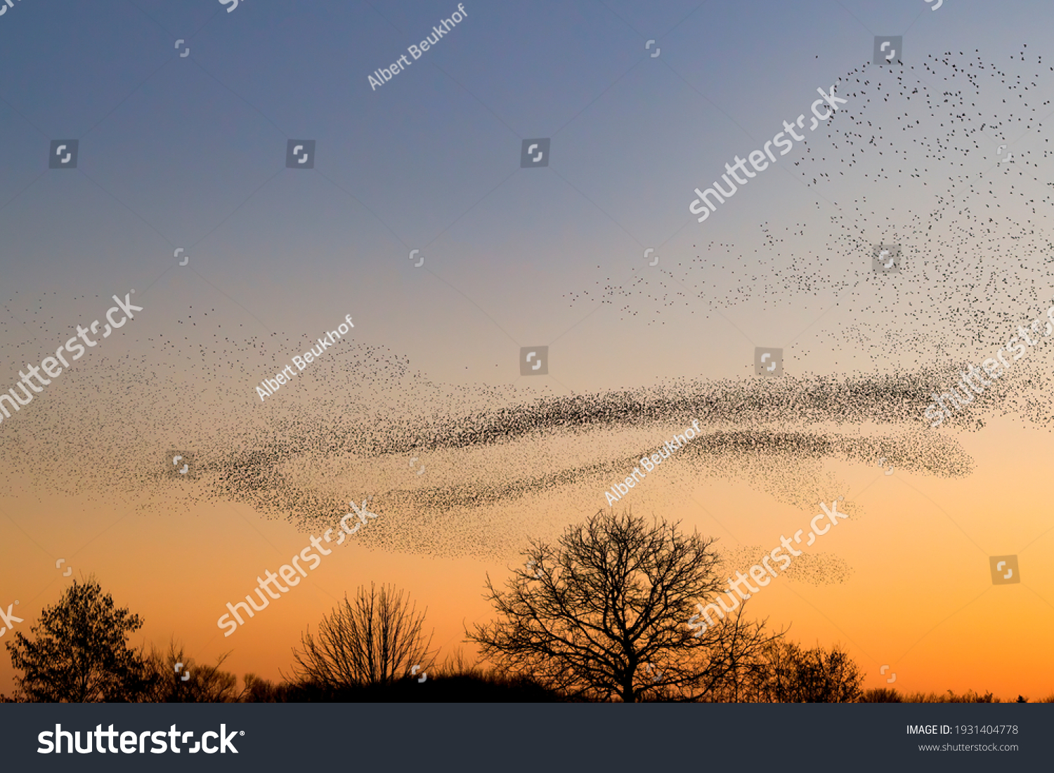 Beautiful large flock of starlings. A flock of starlings birds fly in the Netherlands. During January and February, hundreds of thousands of starlings gathered in huge clouds. Starling murmurations.
 #1931404778