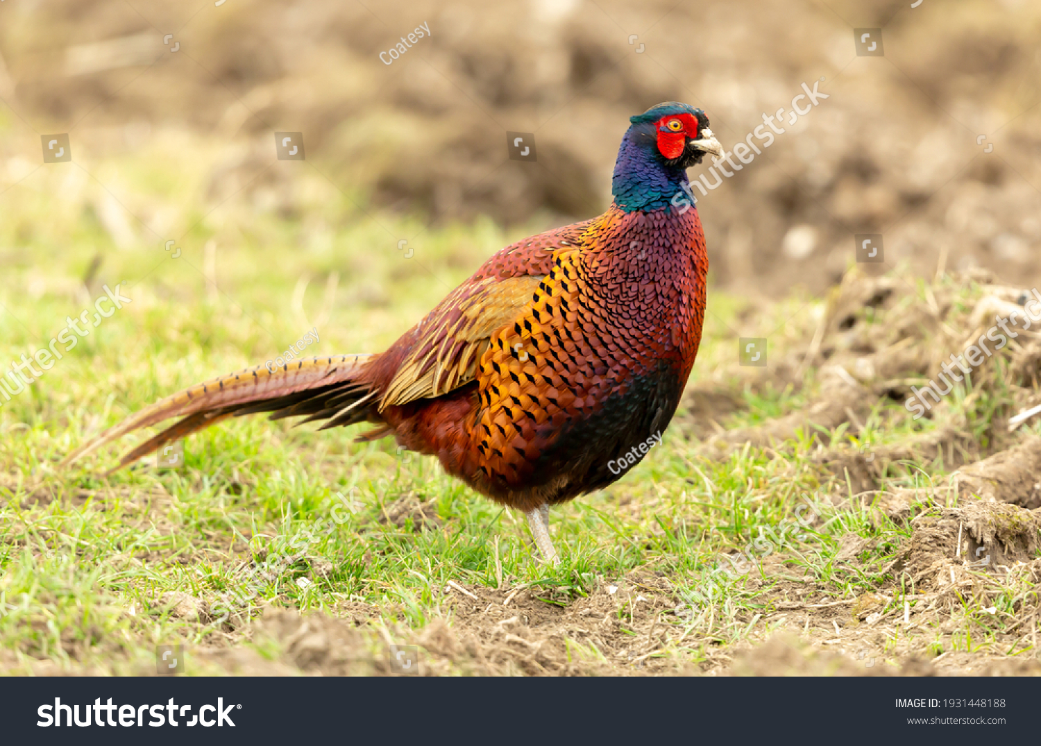 Close up of a  Ring-necked or Common male pheasant in Spring Time, foraging on a newly ploughed field.  Scientific name: Phasianus Colchicus.  Facing right.  Horizontal.  Space for copy. #1931448188