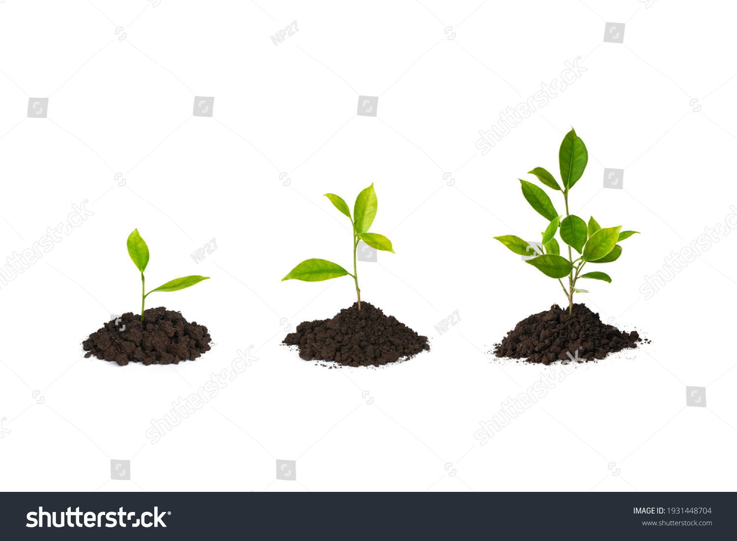 Growing plant sequence in soil on white background                               #1931448704