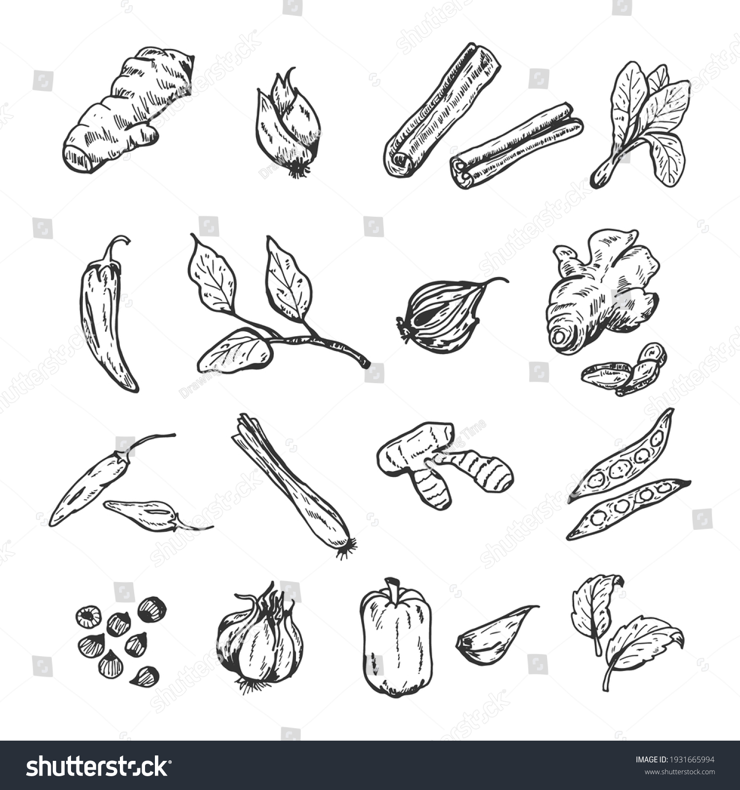 hand drawn spice set. Vector illustrations. Galangal, red onion, cinnamon, herb, chilli pepper, basil leaves, garlic, cayenne pepper, ginger, lemongrass, and other. #1931665994