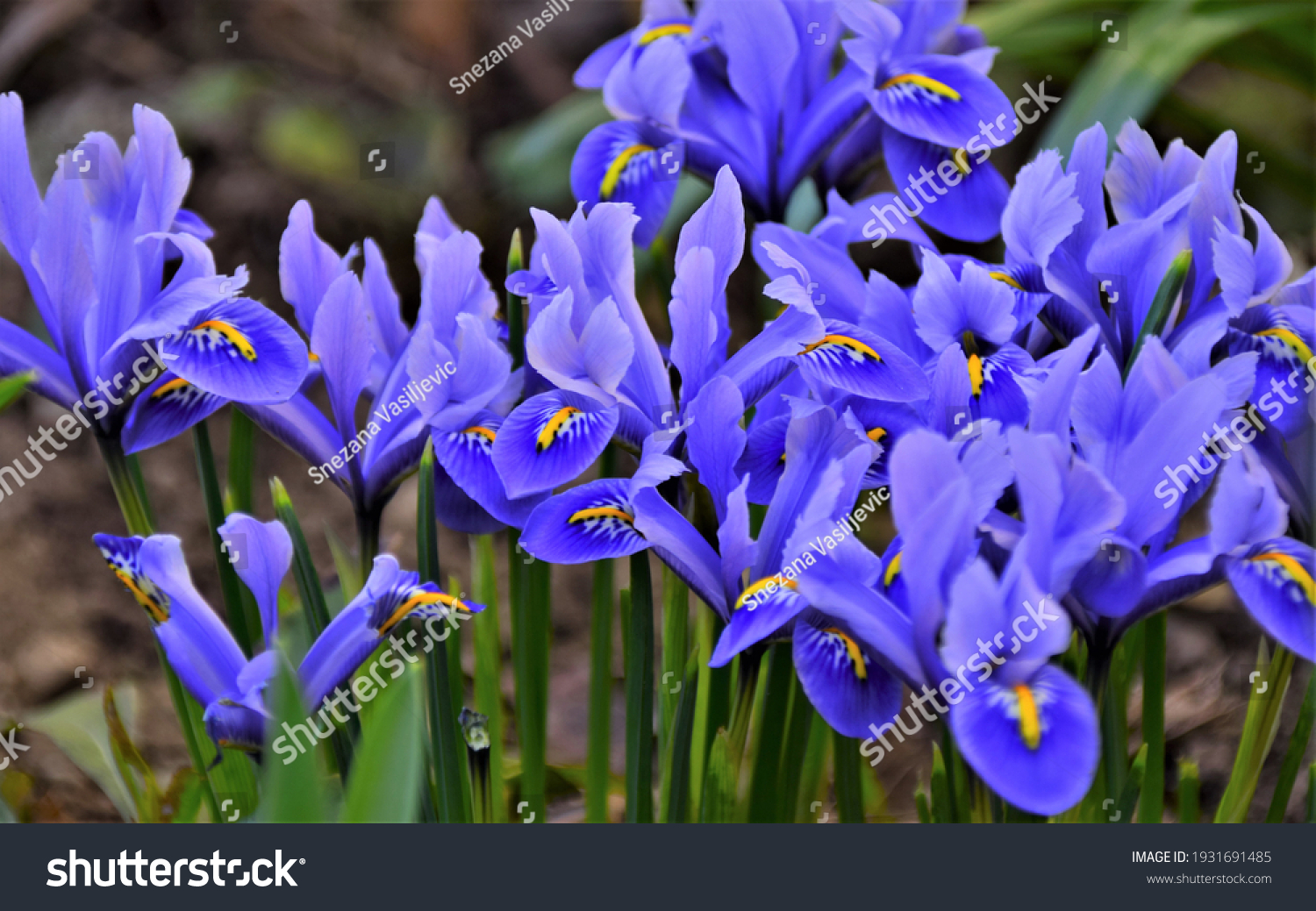 Mini blue Iris in early spring #1931691485