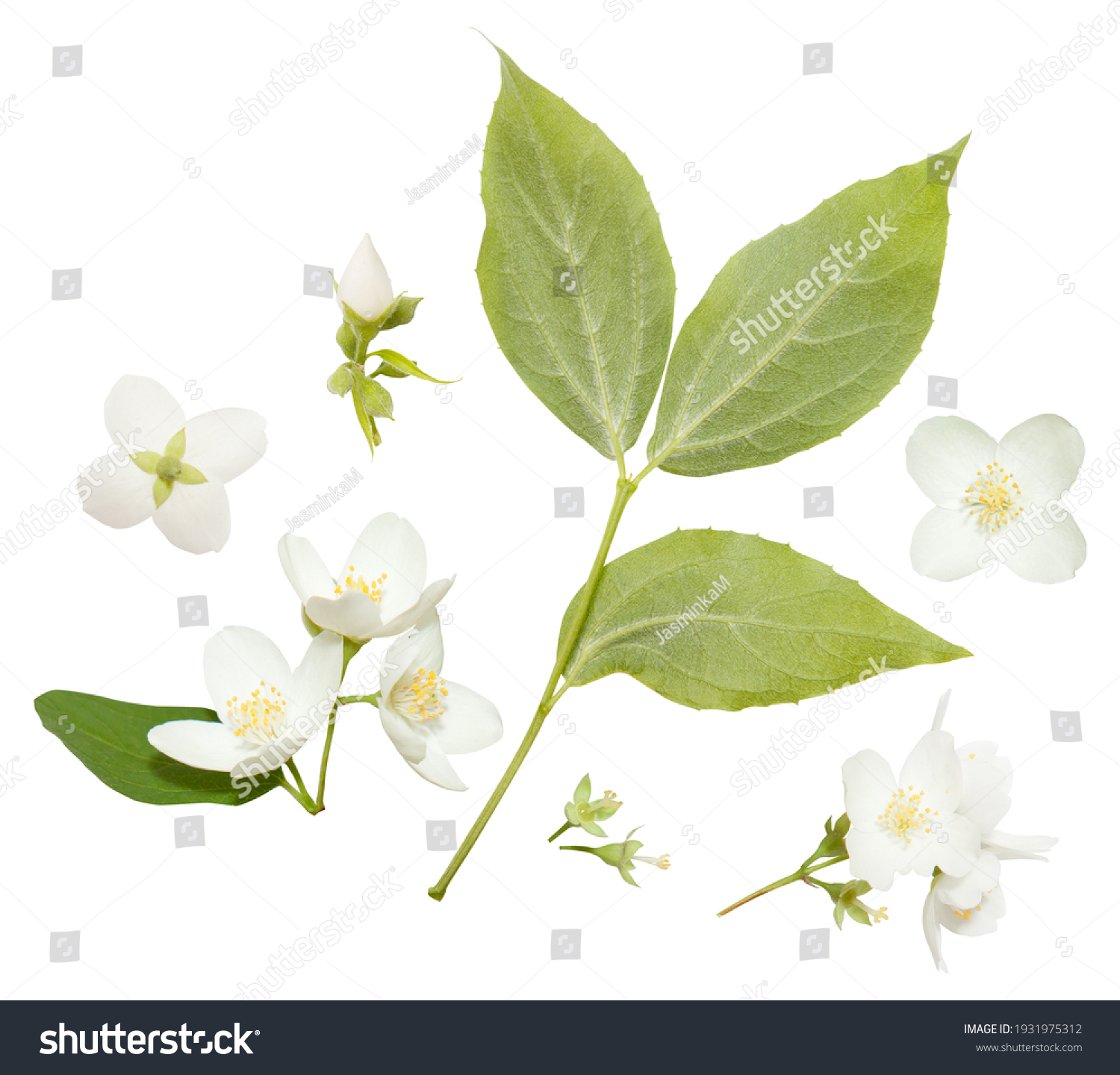 Fresh Jasmine flowers isolated on white. Jasmine blossom on white vackground #1931975312