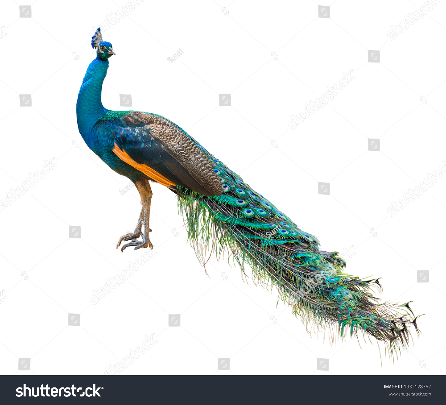 Indian peafowl, Blue peafowl on a white background. #1932128762