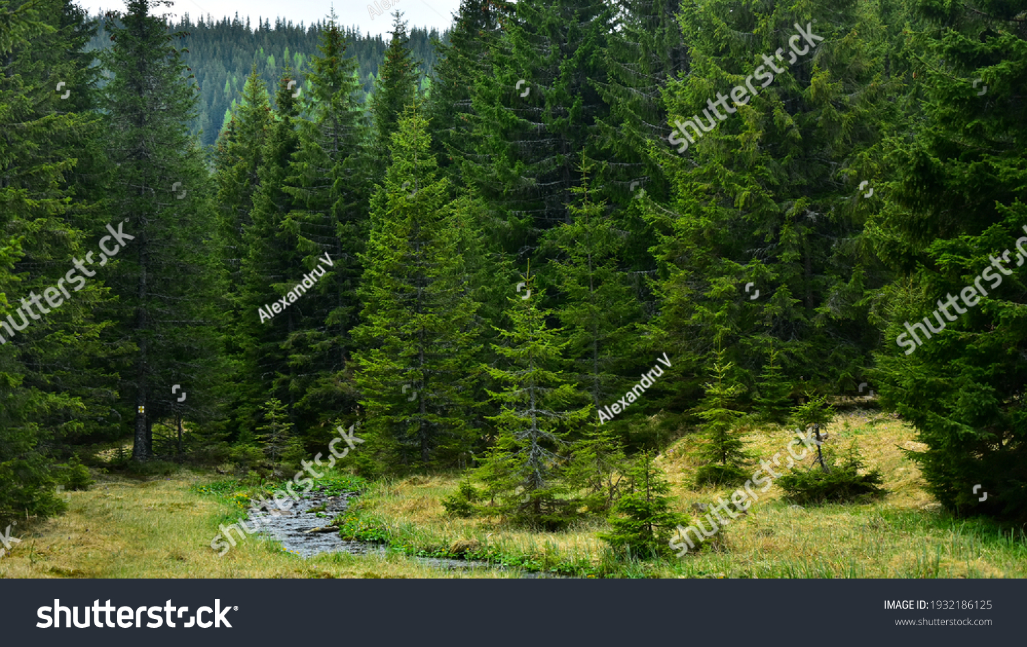 Latorita's spring gently flowing through an alpine pasture and a wild spruce forest. Capatanii Massif, Carpathia, Romania. #1932186125