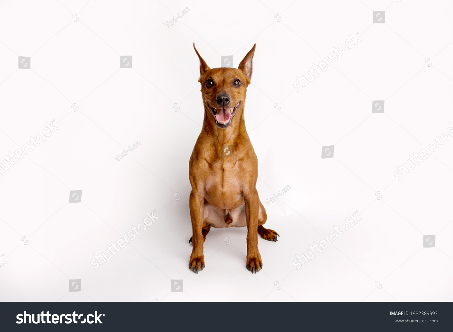 Miniature brown pinscher on a white isolated background. Emotions of dogs. High quality photo. #1932389993
