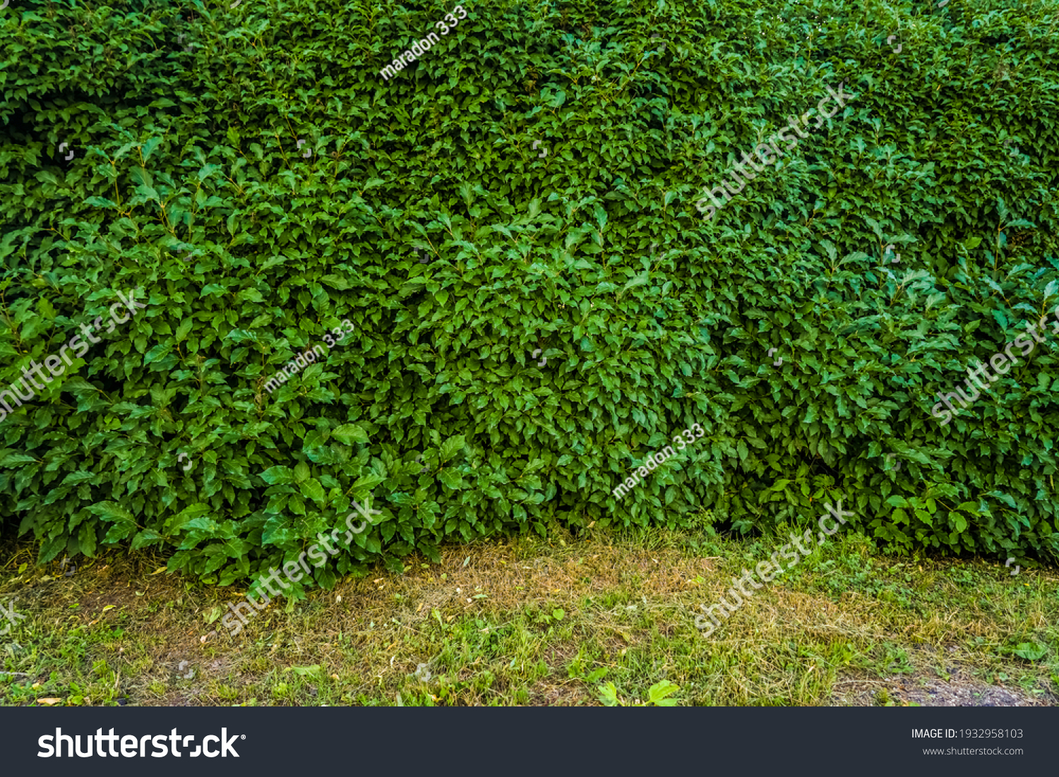 Green bright bush shrub leaves texture. Front view of the bush. Bright green texture #1932958103