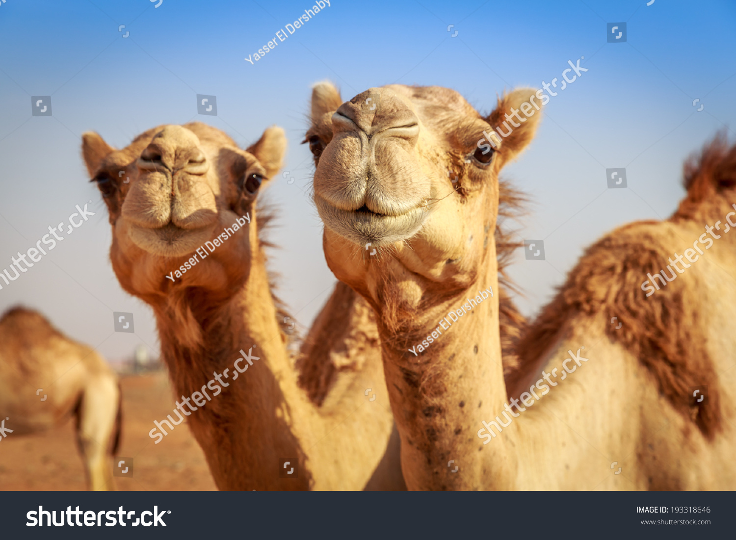 Camels in Arabia, wildlife #193318646