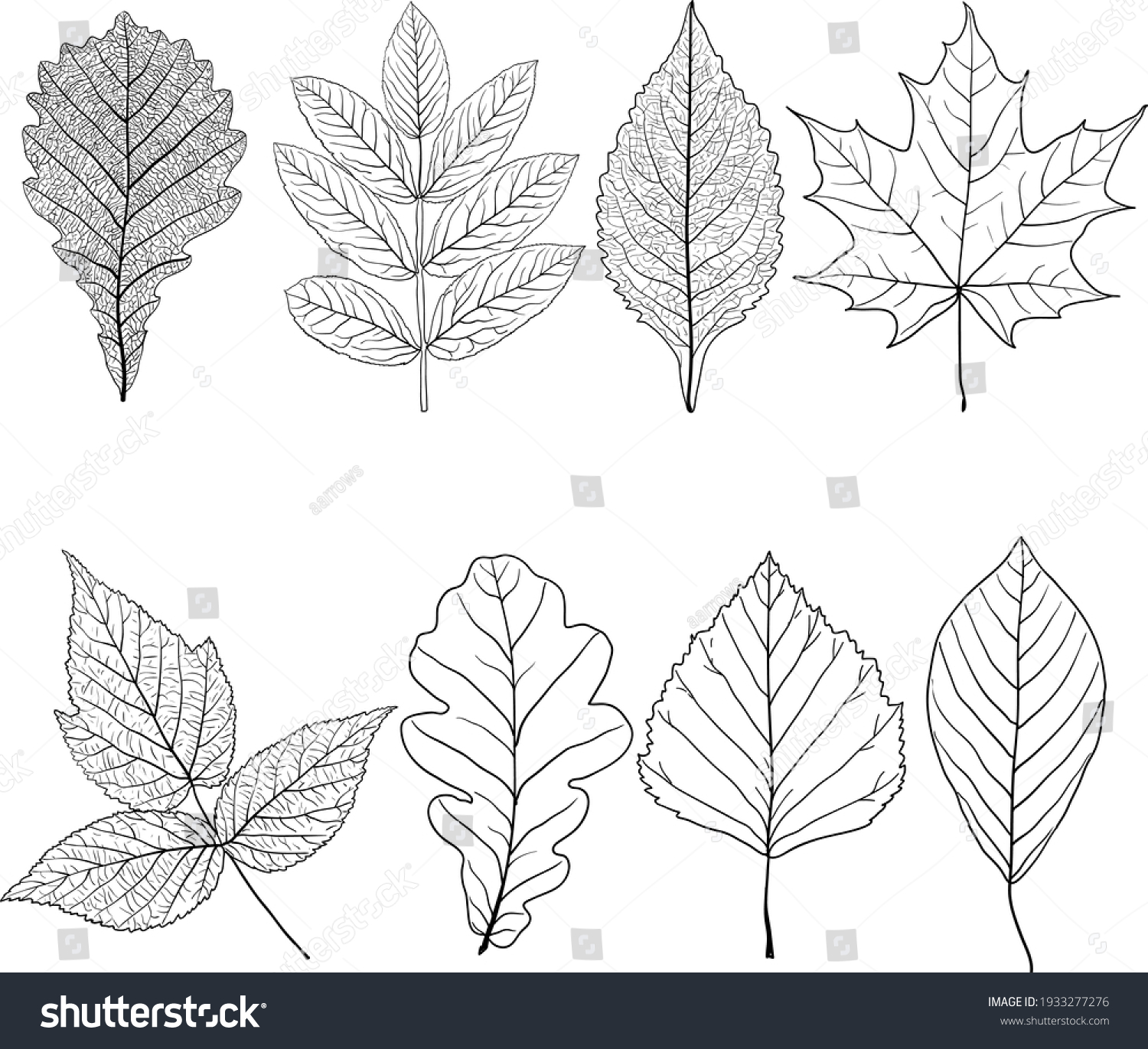 Set sketches silhouettes leaves on white - Royalty Free Stock Vector ...