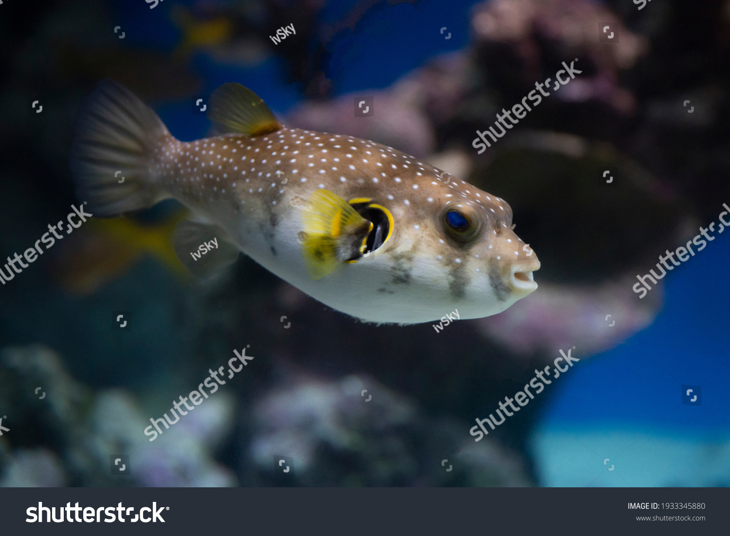 spotted puffer fish in an aquarium underwater #1933345880