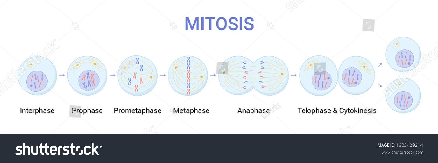 Vector illustration of Mitosis phases. Cell Royalty Free Stock Vector