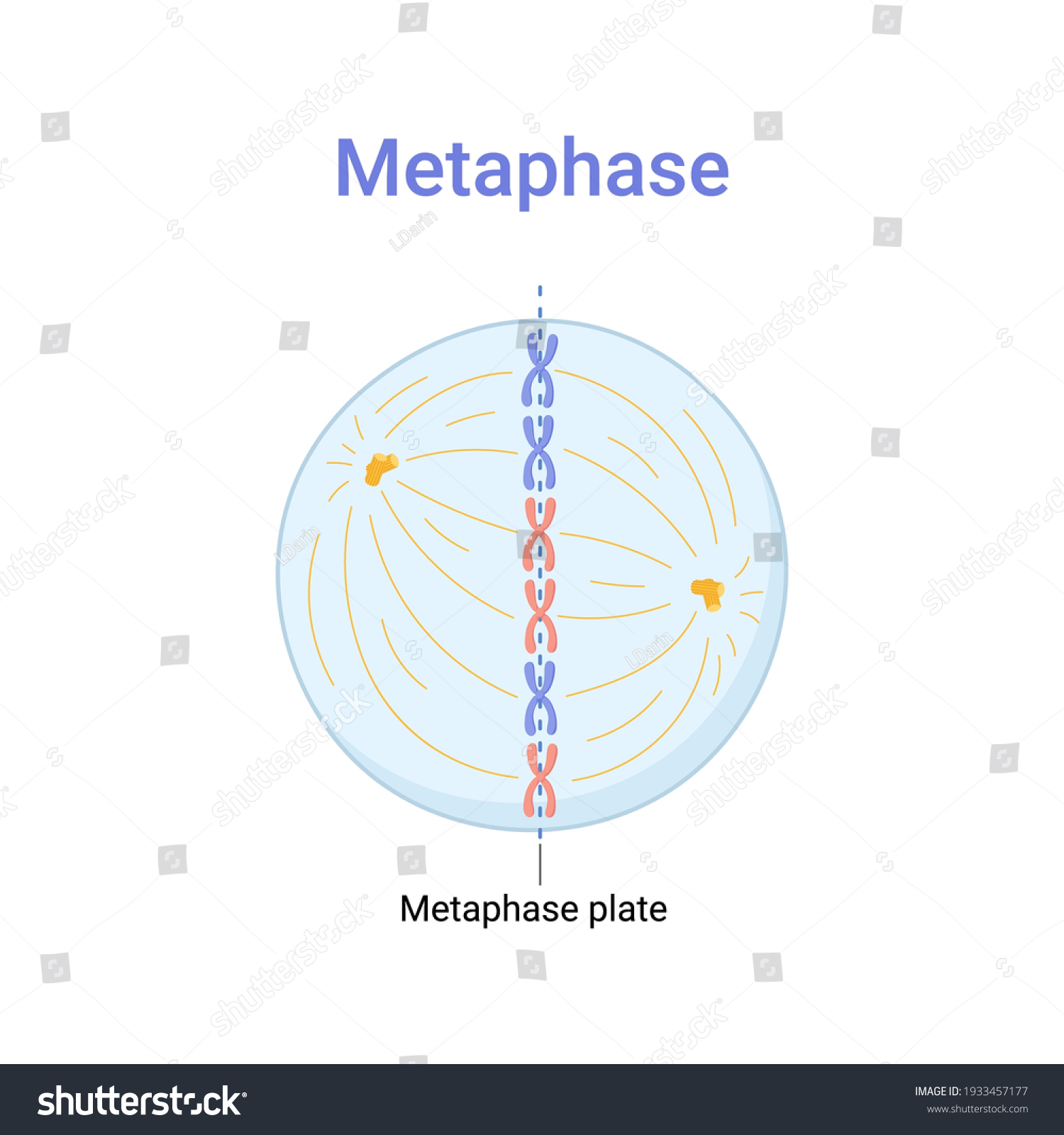 Vector Illustration Of Mitosis Phase Metaphase Royalty Free Stock