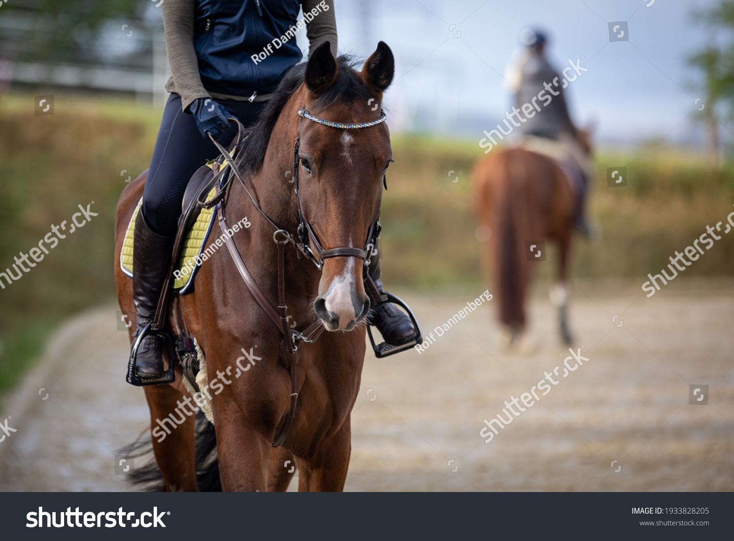 Horse with rider on the riding arena, close-up of horse from the front, second rider out of focus in the background. #1933828205