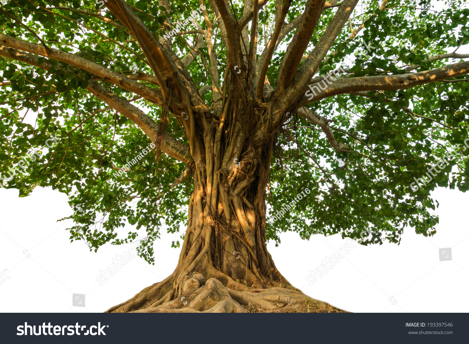 Large Bodhi tree #193397546