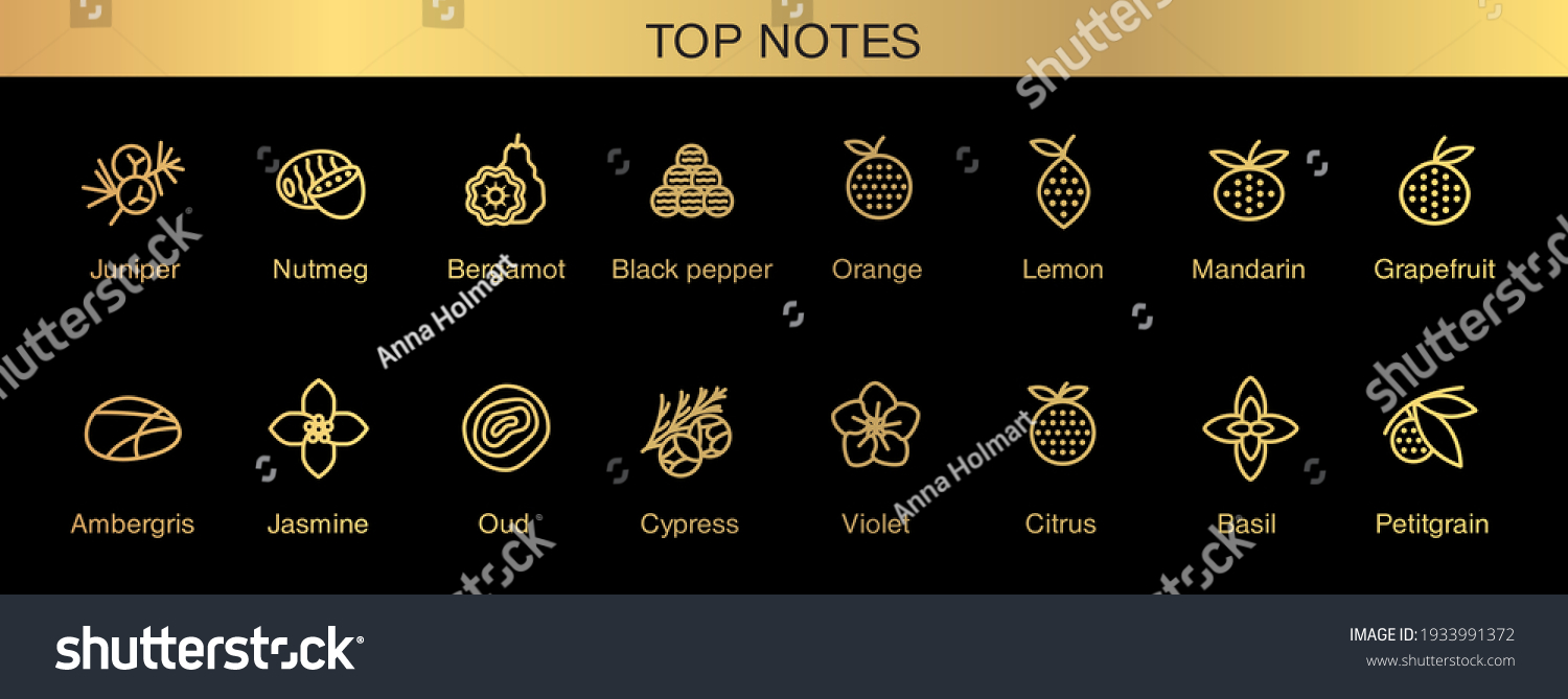 Vector icons aromas top notes. Top notes pyramid chart with examples of popular aroma essences. Smell categories are oriental, woody, fresh and floral. Trend  examples of scents. #1933991372
