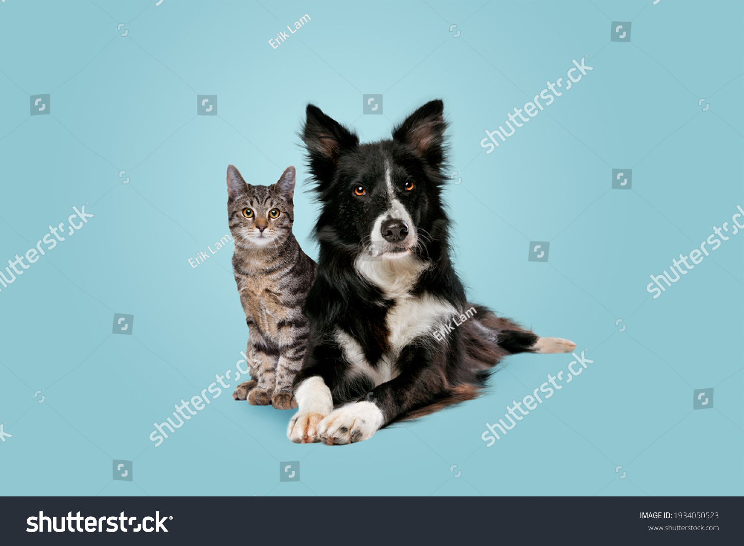tabby cat and border collie dog in front of a blue gradient background #1934050523
