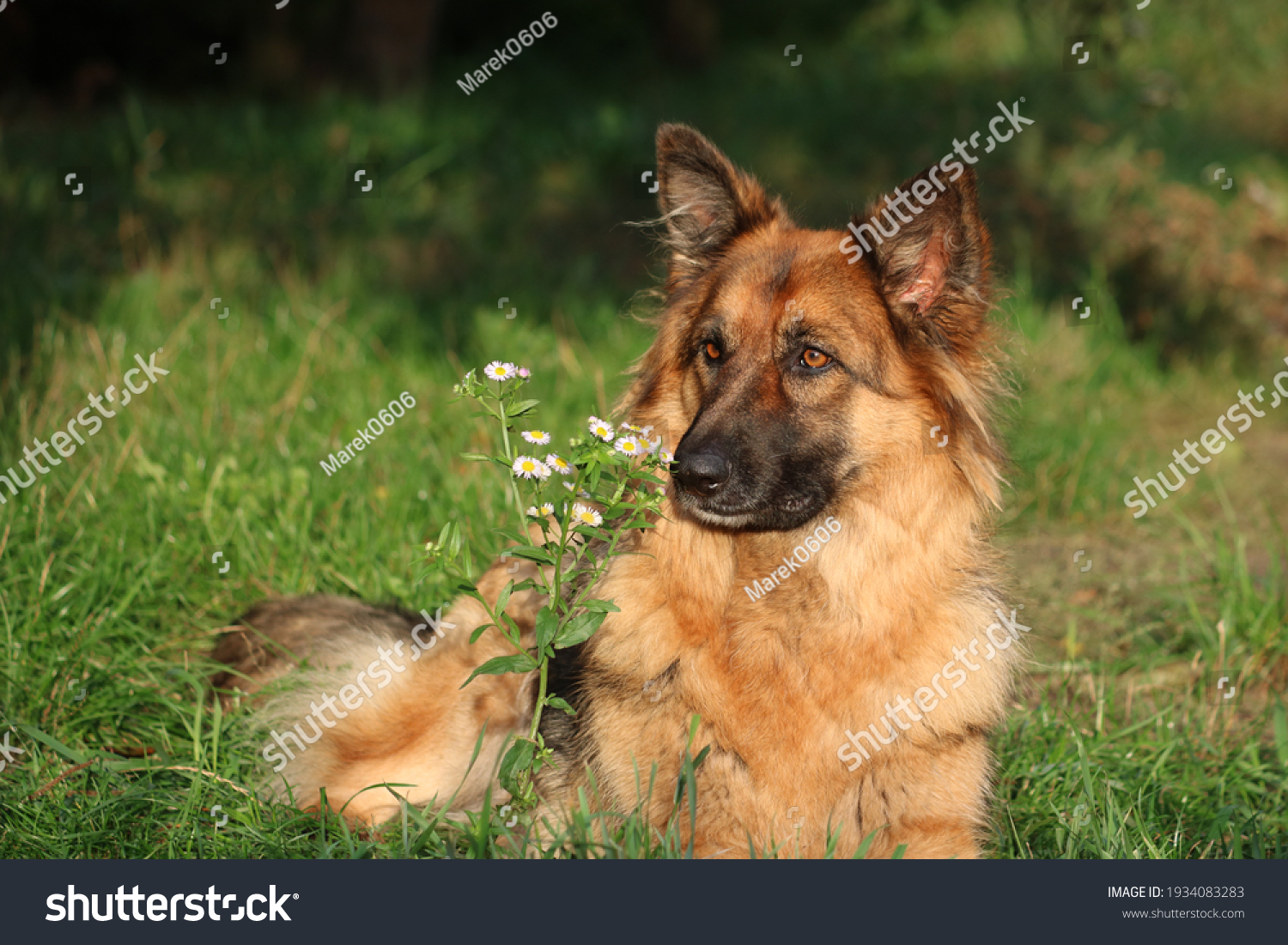 portrait of a german shepherd dog with a flower #1934083283