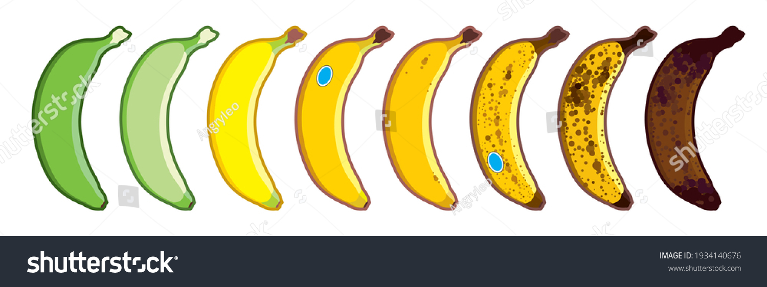 Set of vector bananas, different colors. Ripe stages of bananas from unripe to overripe. Fruit for every taste. Isolated on a white background, banana icon #1934140676