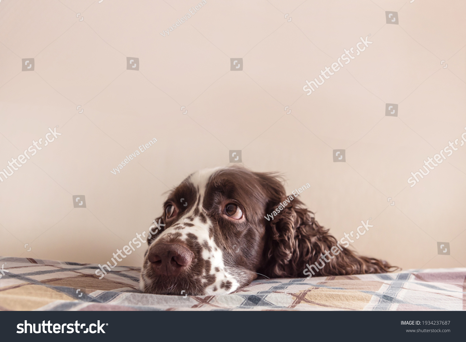 Dog with cute sentimental eyes put it muzzle on a bed. Staying alone at home, dog depression, dog anxiety from being left at home concept #1934237687