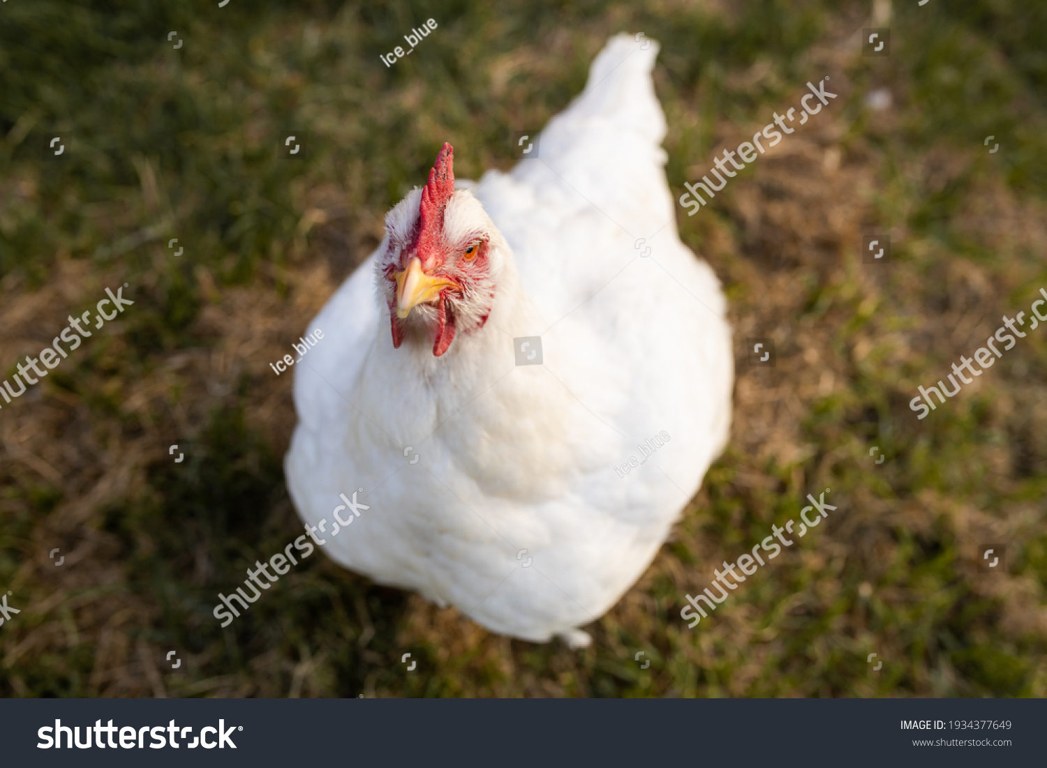 portrait of white broiler chicken (Gallus gallus domesticus) full body looking at the camera, free range chicken on chicken farm #1934377649