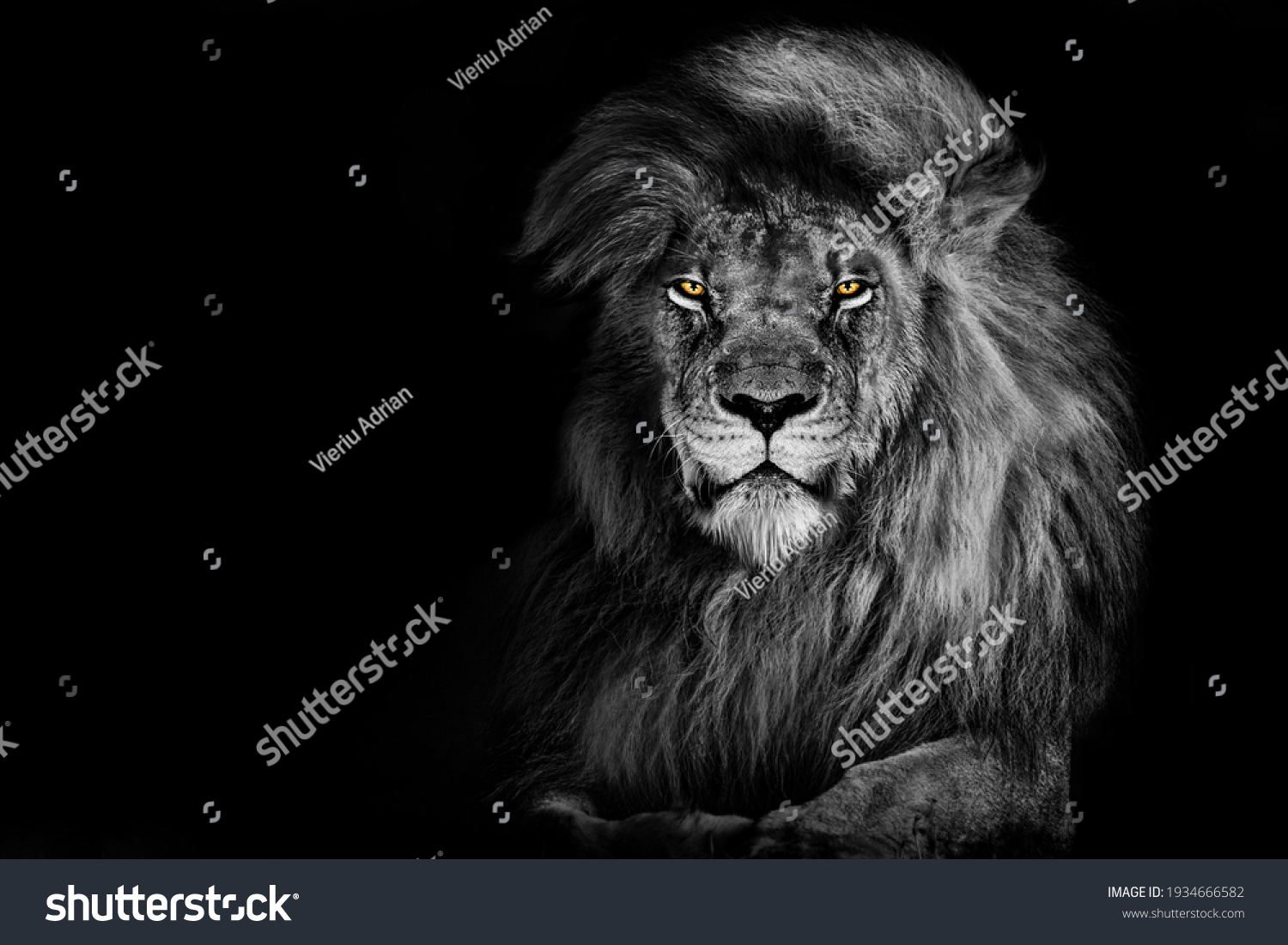Lion king isolated on black , Portrait Wildlife animal  #1934666582