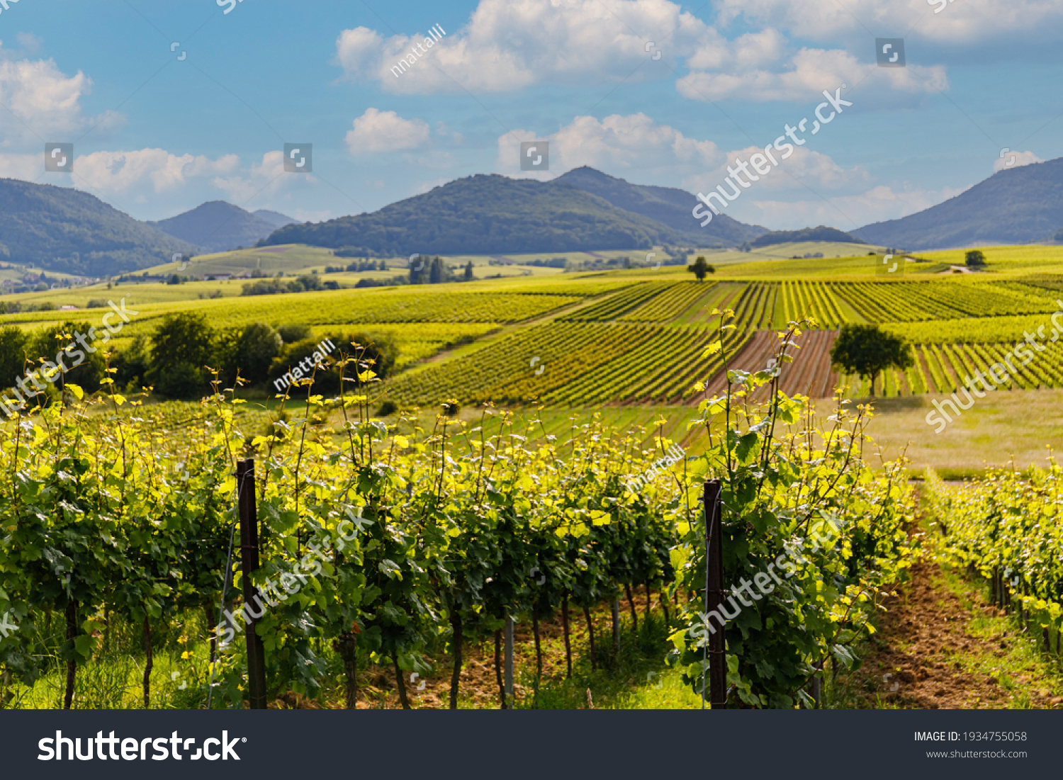 German vineyard landscape in summer, Rhineland-Palatinate, Germany. Deutsche Weinstrasse (German Wine Road) Vineyards Palatinate region #1934755058