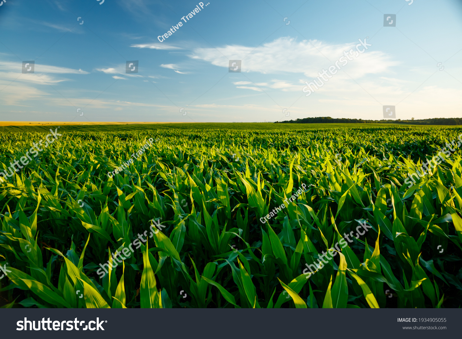 The agricultural land of a green corn farm with a perfect sky. Location place of Ukrainian agricultural region, Europe. Cultivated fields. Photo wallpaper. Minimalistic landscape. Beauty of earth. #1934905055