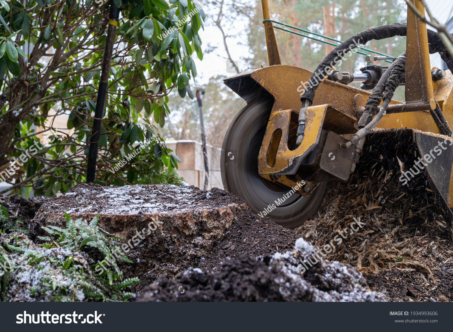 Stump grinding with a view from the right where the cutting disc is visible in close proximity. During the grinding process, the stump shavings fly through the air.  #1934993606