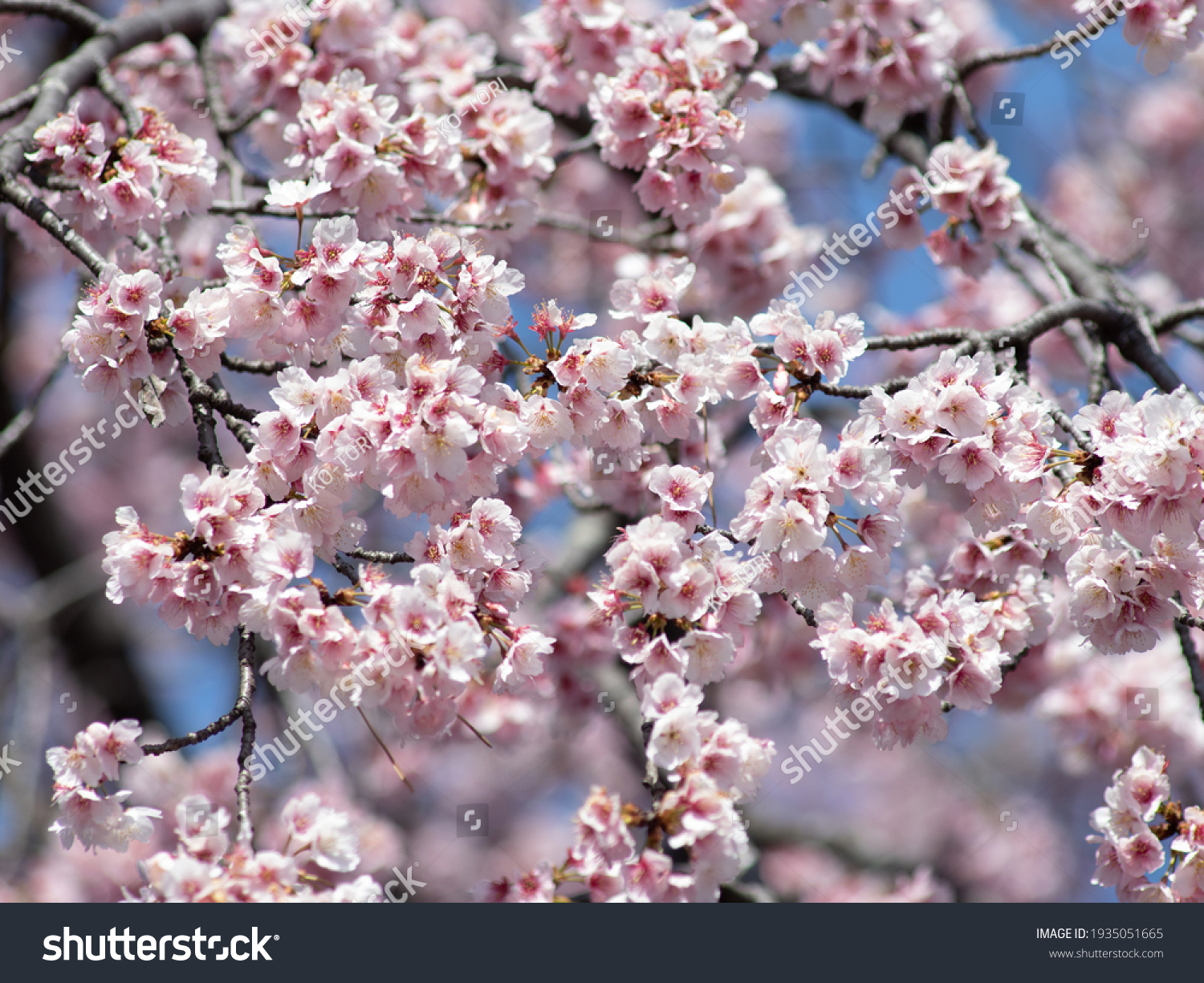 Cherry blossoms in full bloom. A Japanese spring scene. #1935051665