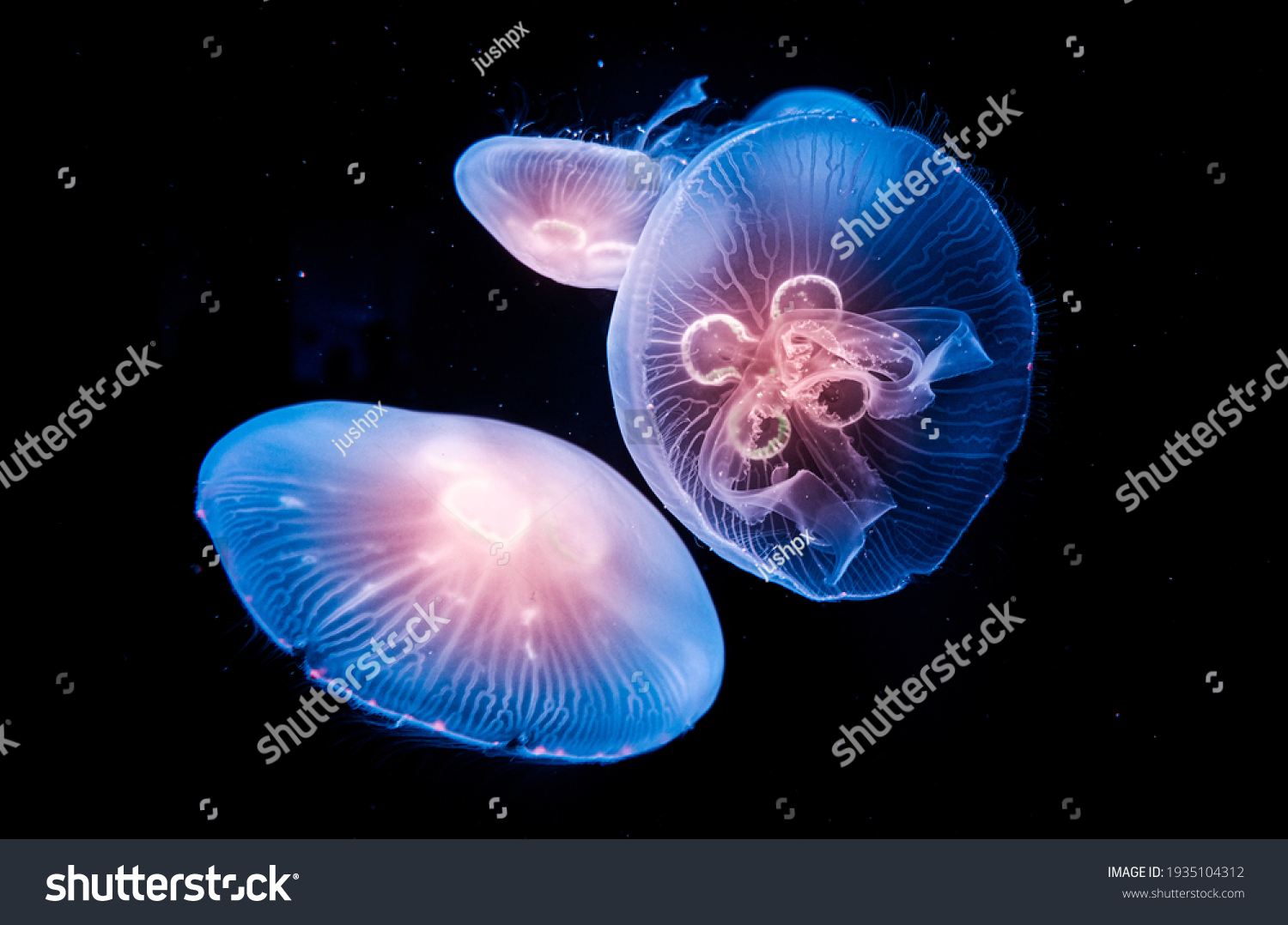 Glowing Jellyfish in underwater ocean #1935104312