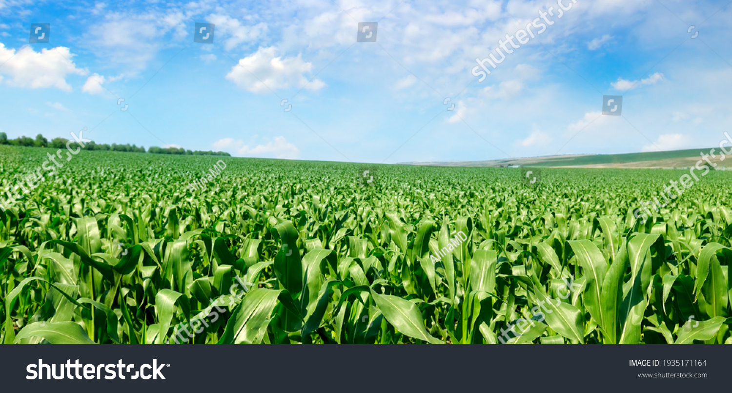 Corn field and blue sky. Wide photo. #1935171164