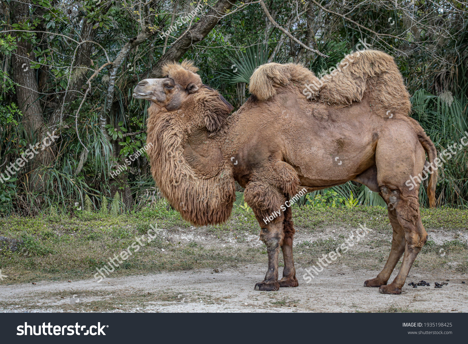 The Bactrian camel, also known as the Mongolian camel or domestic Bactrian camel, is a large even-toed ungulate native to the steppes of Central Asia.  #1935198425