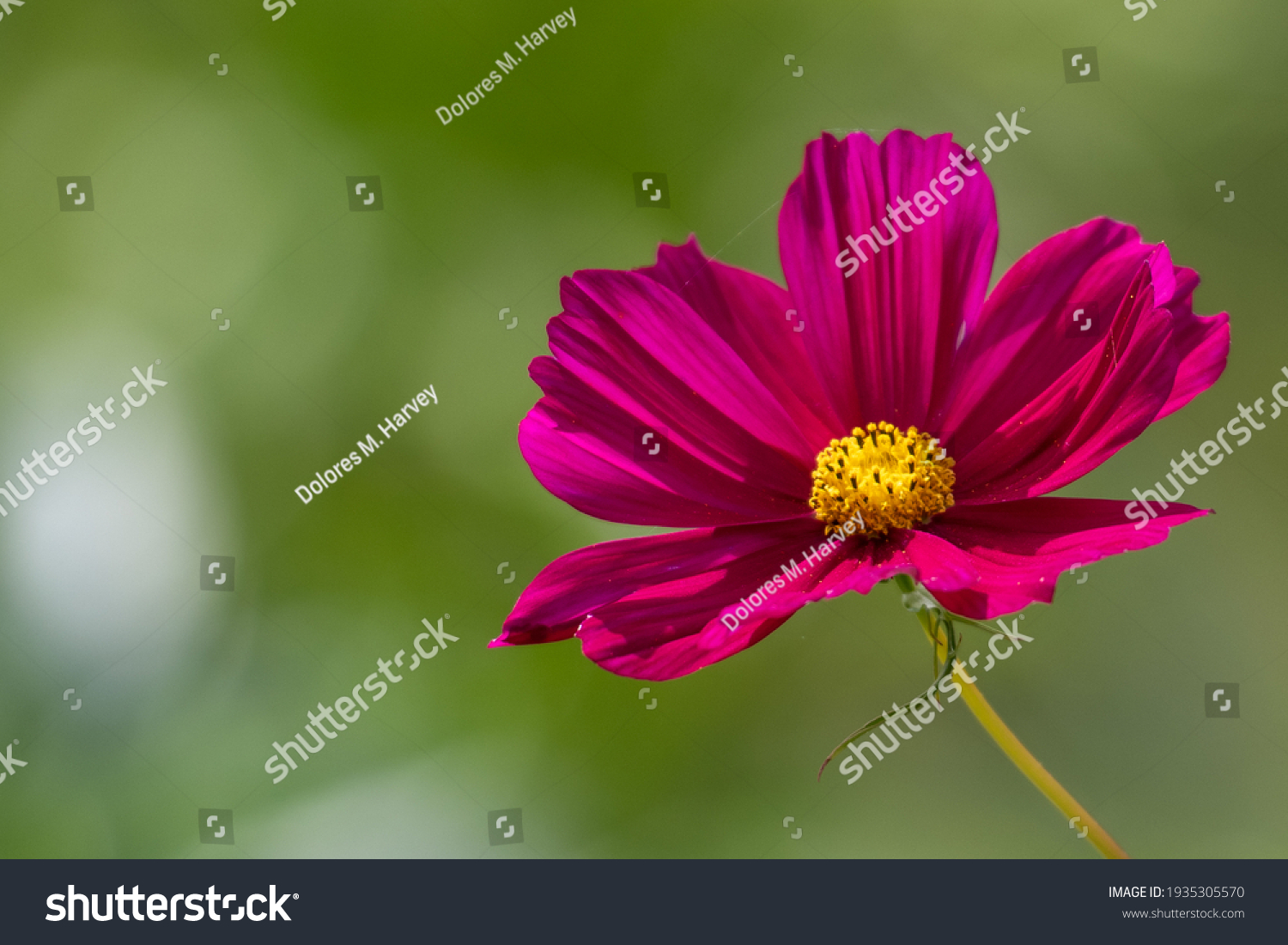 A flower garden with bright pink cosmos flowers, they have long dainty petals, the centers are yellow with dark pink. The plants are on long tall stems. The background is of various green shades. #1935305570