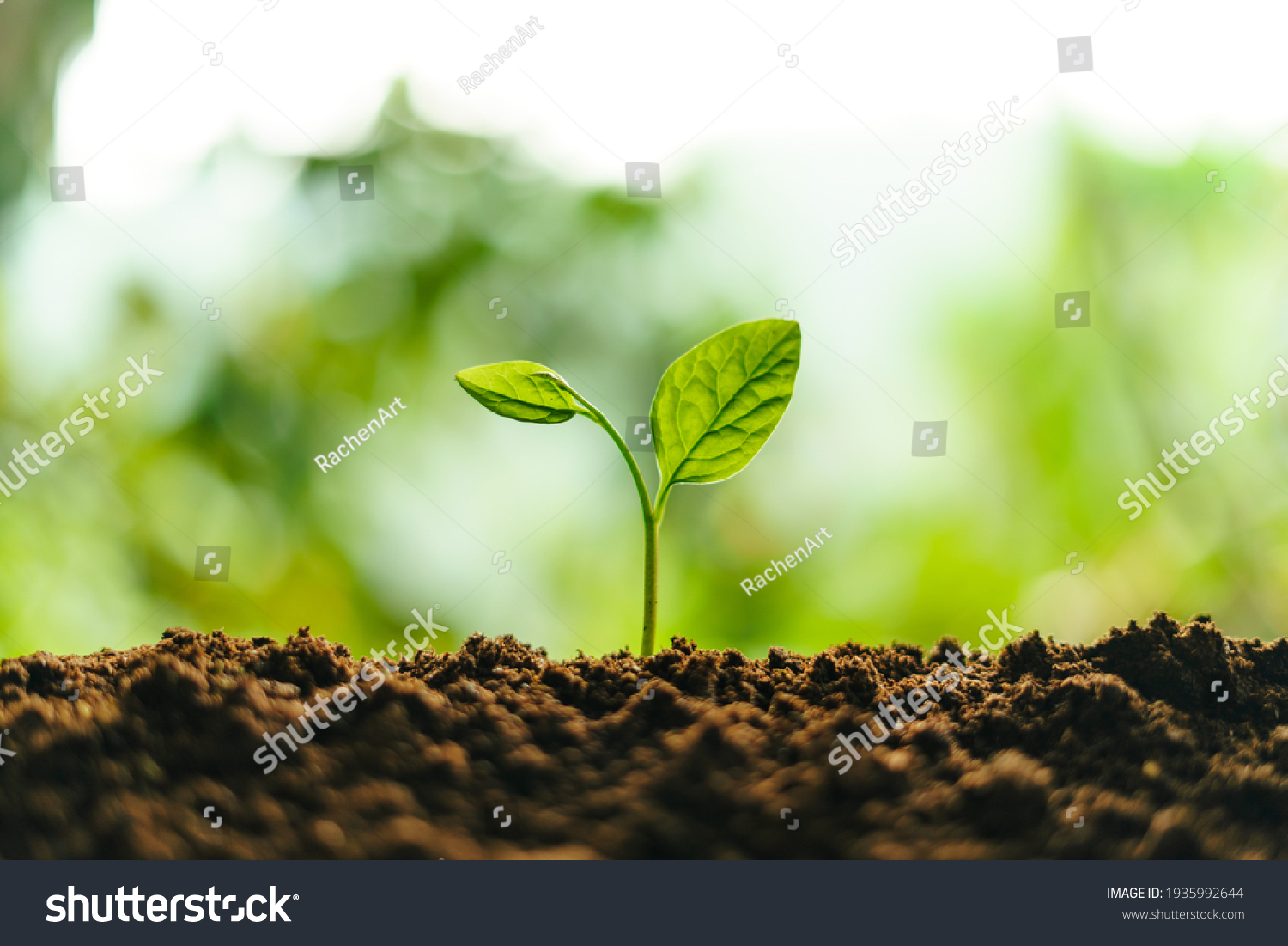 Small trees on the soil in nature Planting trees #1935992644