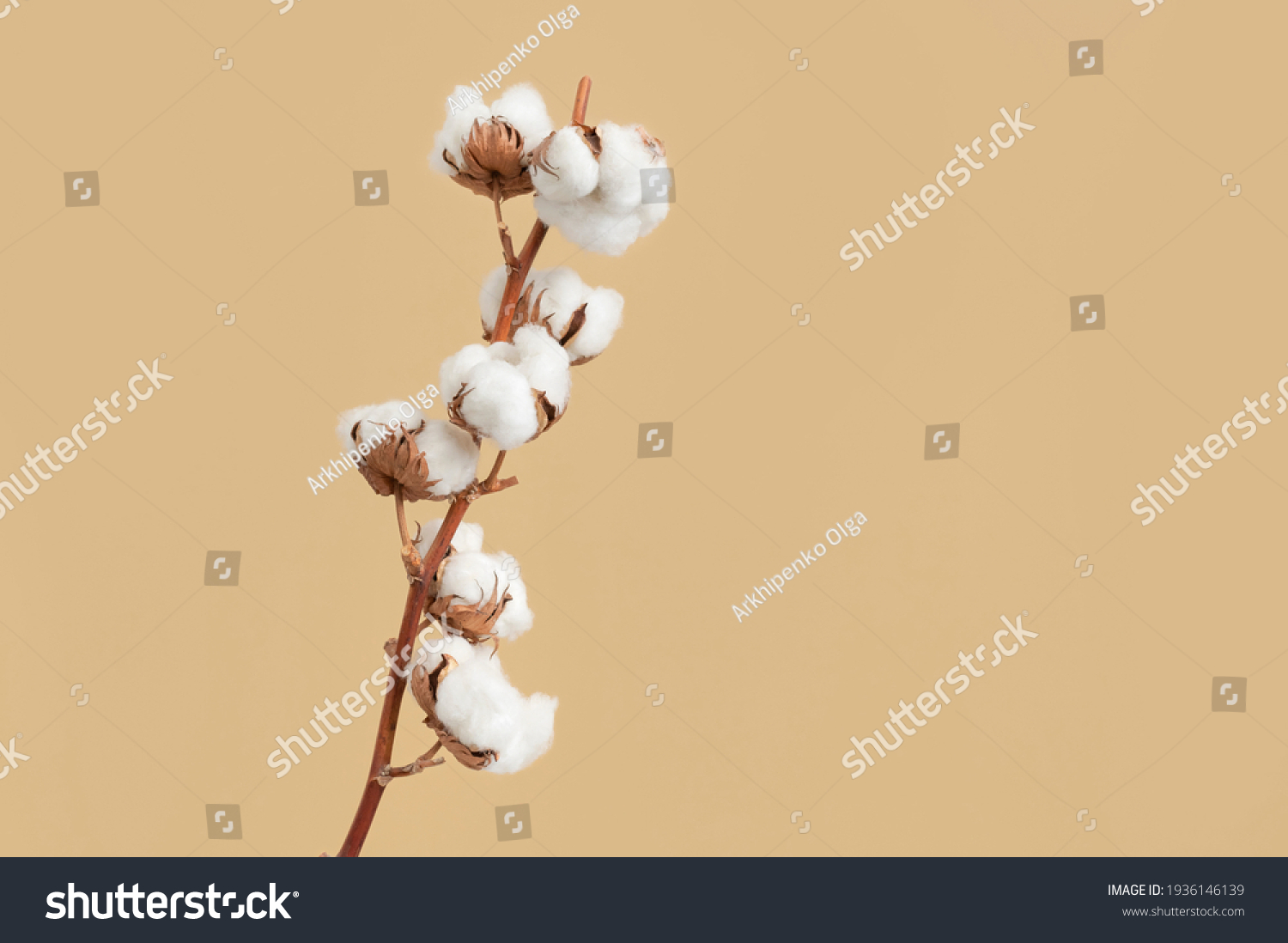 Branch with white fluffy cotton flowers on beige background flat lay. Delicate light beauty cotton background. Natural organic fiber, agriculture, cotton seeds, raw materials for making fabric #1936146139
